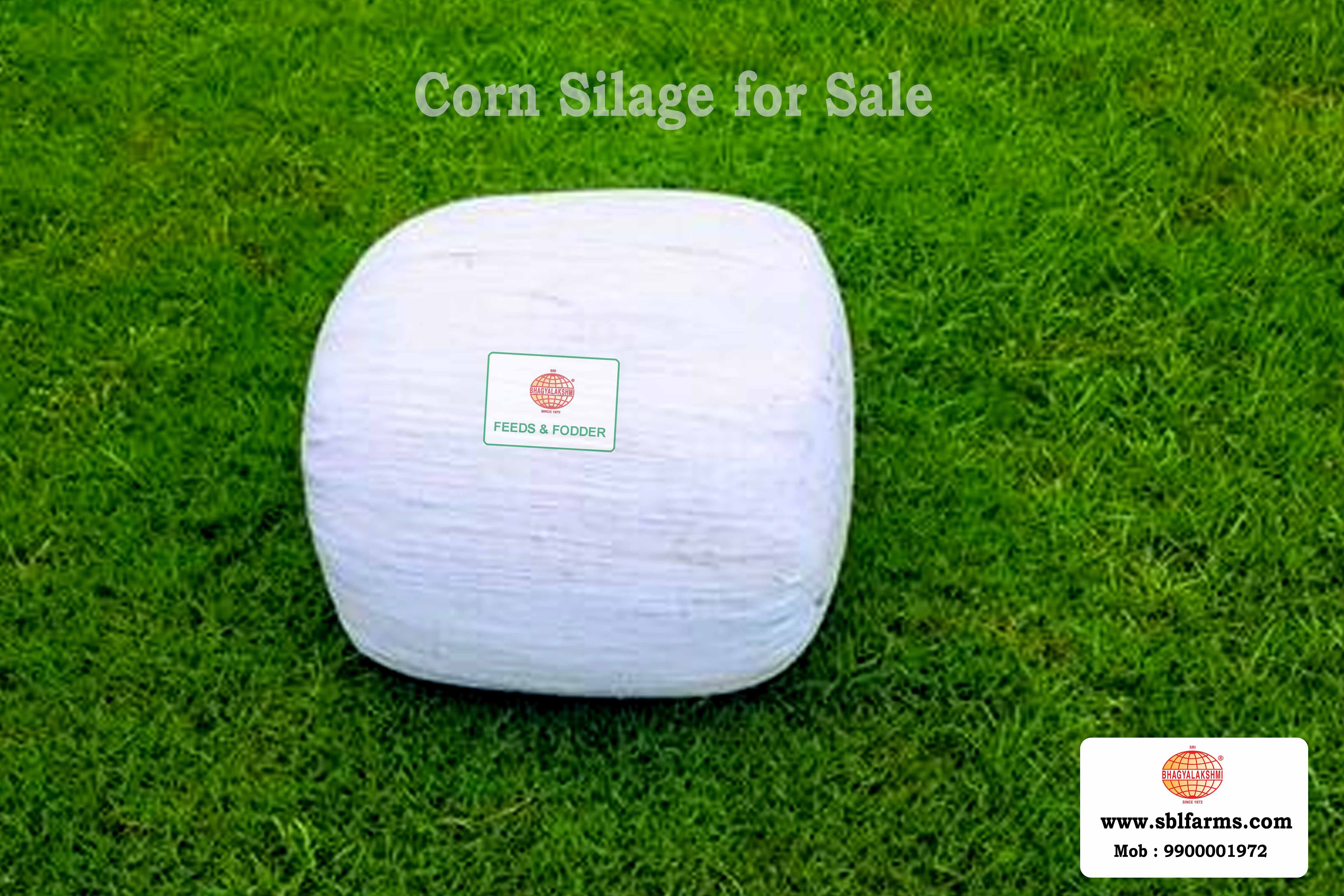 Corn Silage Suppliers in Bangalore | Corn Silage for Sale  |  Corn Silage, Baby Corn Silage manufacturers, suppliers & exporters in Bangalore | corn silage for sale in bangalore |  Sri Bhagyalakshmi Farms Corn Silage Bangalore| Silage Balers | Animal Feed Manufacturers | Production of Silage |Cattle feed manufacturers & suppliers - SBL Farms is solving the biggest fodder crisis in India, by supplying Silage bales, Bailing machines to dairy farmers, Cooperatives, Animal Husbandry | Best Cattle Feed Manufacturers & Silage Suppliers in India | Indias Best Baled Silage Producers